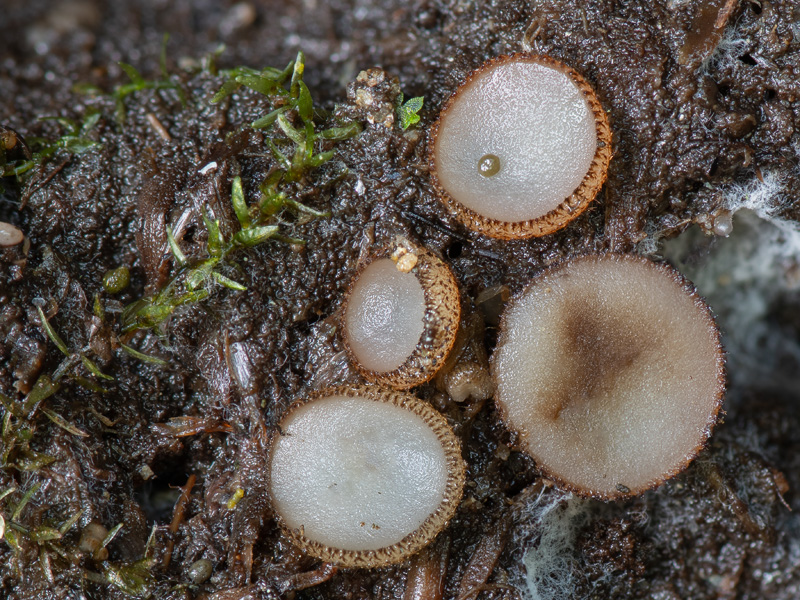 Trichophaea gregaria Trichophaea gregaria